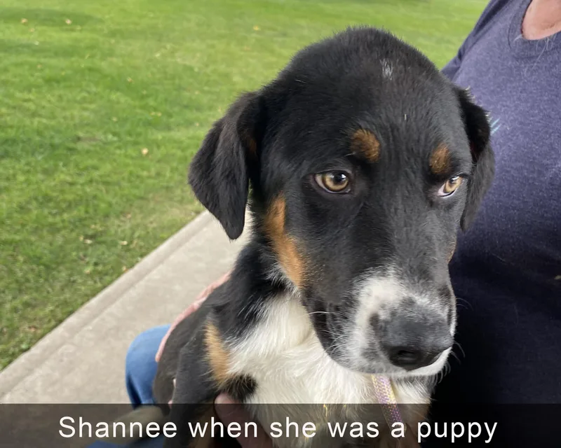 Shannee