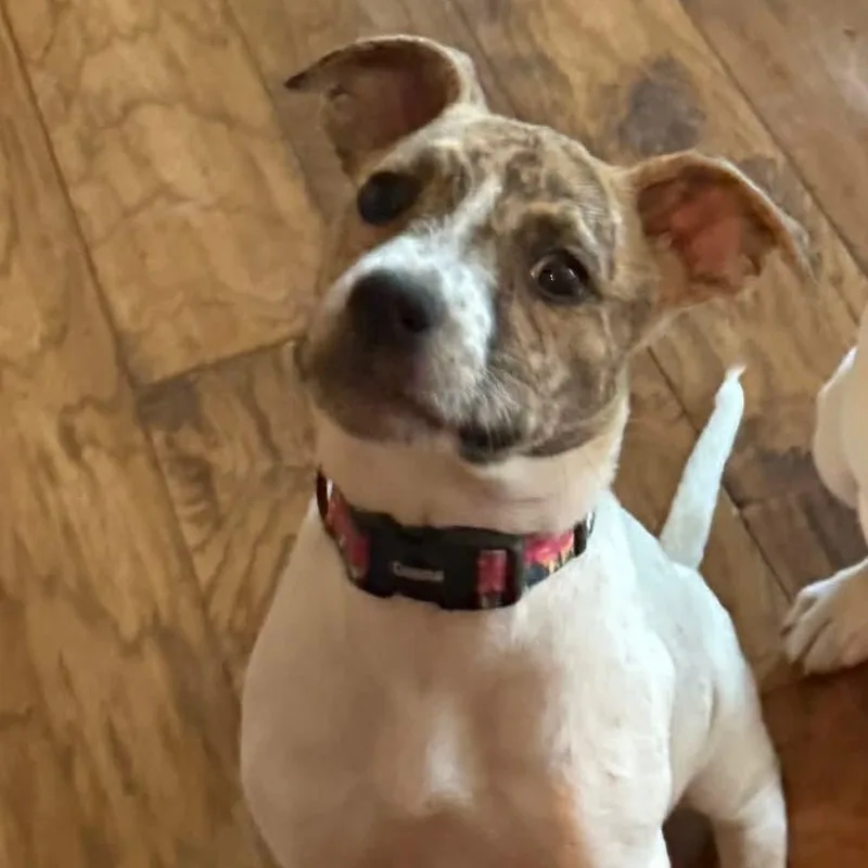 A baby medium-sized female Mixed Breed dog named Nash for adoption in East Peoria, IL