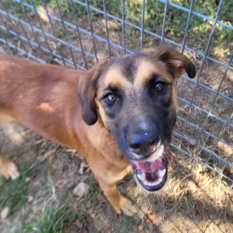 An adult small-sized female Brown / Chocolate Shepherd dog named Shelly for adoption in West Point, MS