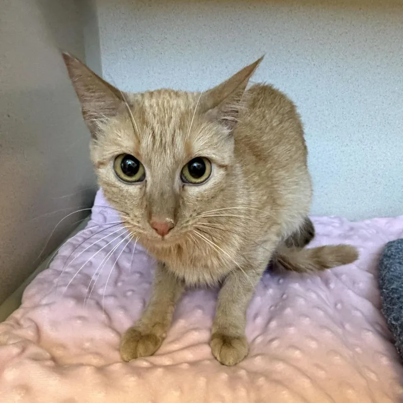 An adult small-sized female Domestic Medium Hair cat named Mochi for adoption in Rifle, CO
