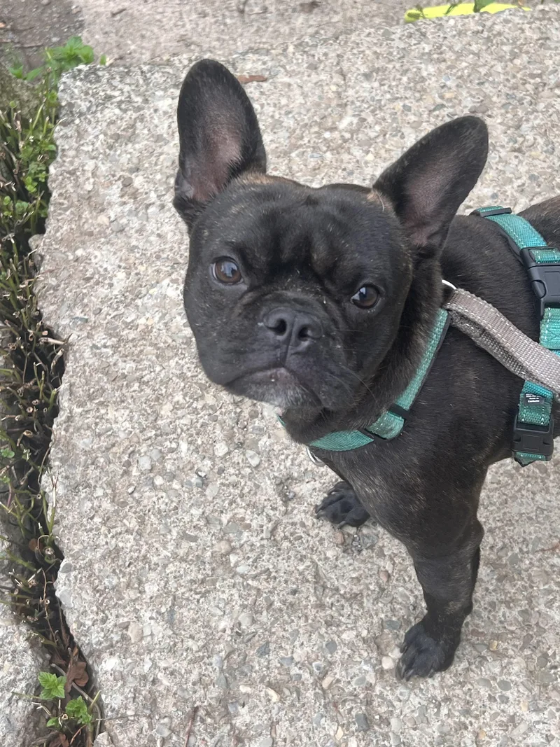 A young small-sized male Black French Bulldog dog named Chip for adoption in Rochester, NY