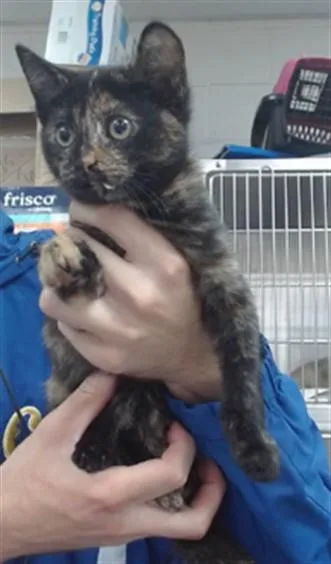 A baby medium-sized female Domestic Short Hair cat named Nina for adoption in Salinas, CA