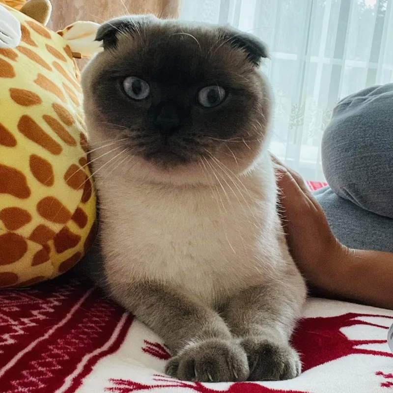 An adult small-sized male Buff / Tan / Fawn Scottish Fold cat named Oxi for adoption in Naperville, IL