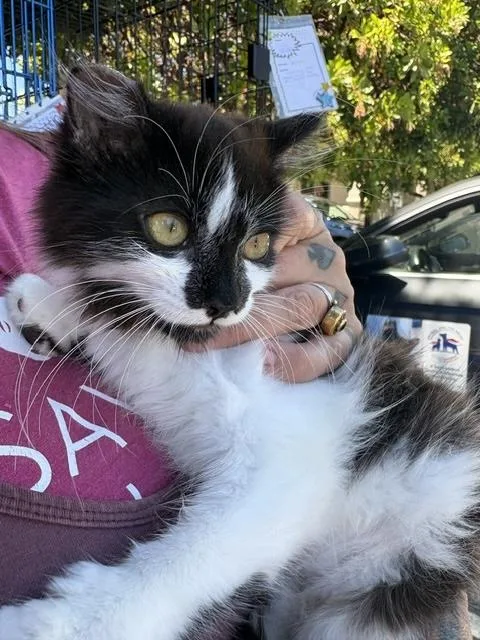 A baby medium-sized female White Domestic Medium Hair cat named Rebecca for adoption in Santa Cruz, CA
