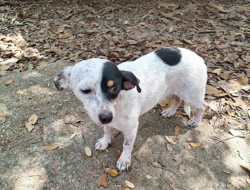 An adult small-sized female White / Cream Jack Russell Terrier dog named Maylee BRT for adoption in Missouri City, TX