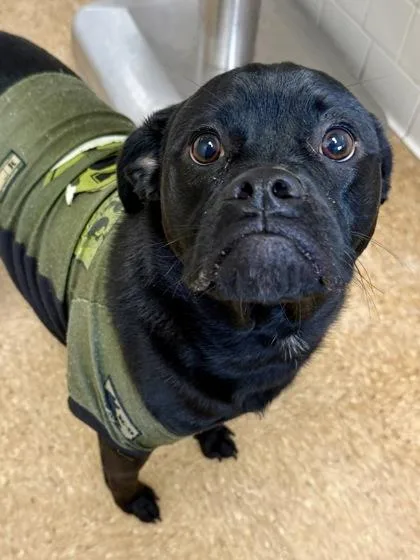 An adult medium-sized male Terrier dog named Franco for adoption in San Antonio, TX