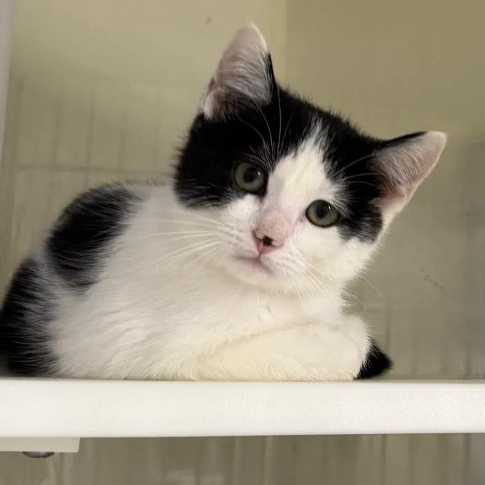 A baby small-sized female White Domestic Short Hair cat named Suzy Q for adoption in Chattanooga, TN