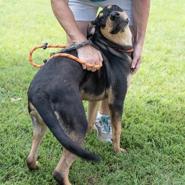 A young large-sized male Rottweiler dog named Hambone Shoe for adoption in Haw River, NC