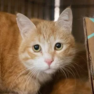 An adult small-sized female Orange / Red Domestic Short Hair cat named Nancy Kabul for adoption in Merrifield, VA