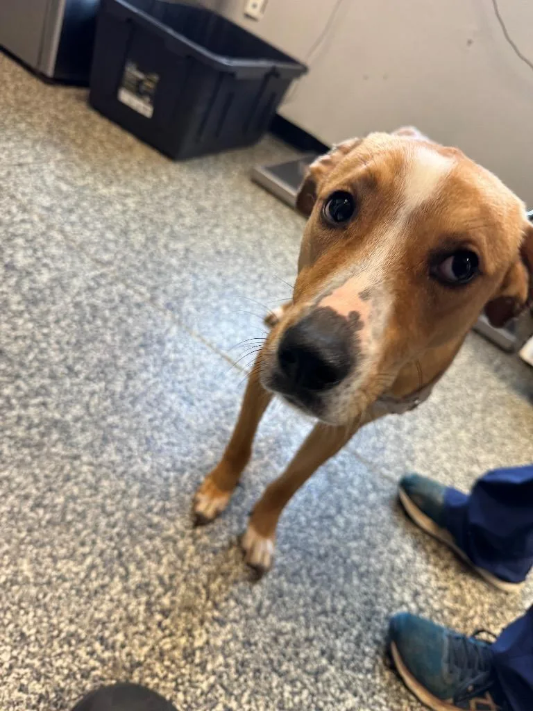 A young medium-sized female Mixed Breed dog named Nala for adoption in Columbia, TN