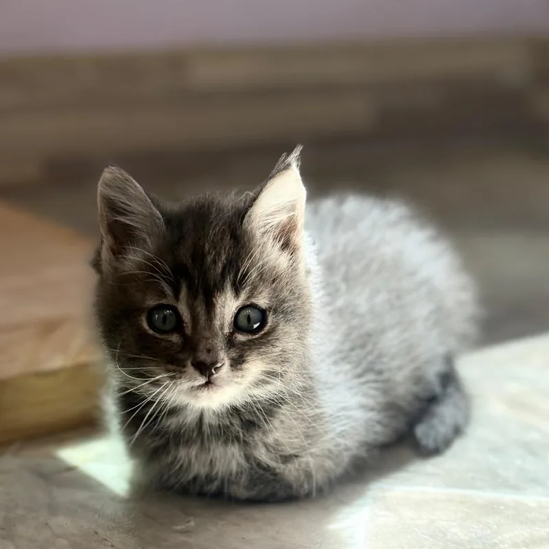 A baby small-sized female Gray / Blue / Silver Domestic Short Hair cat named Halo Cloud for adoption in San Pablo, CA