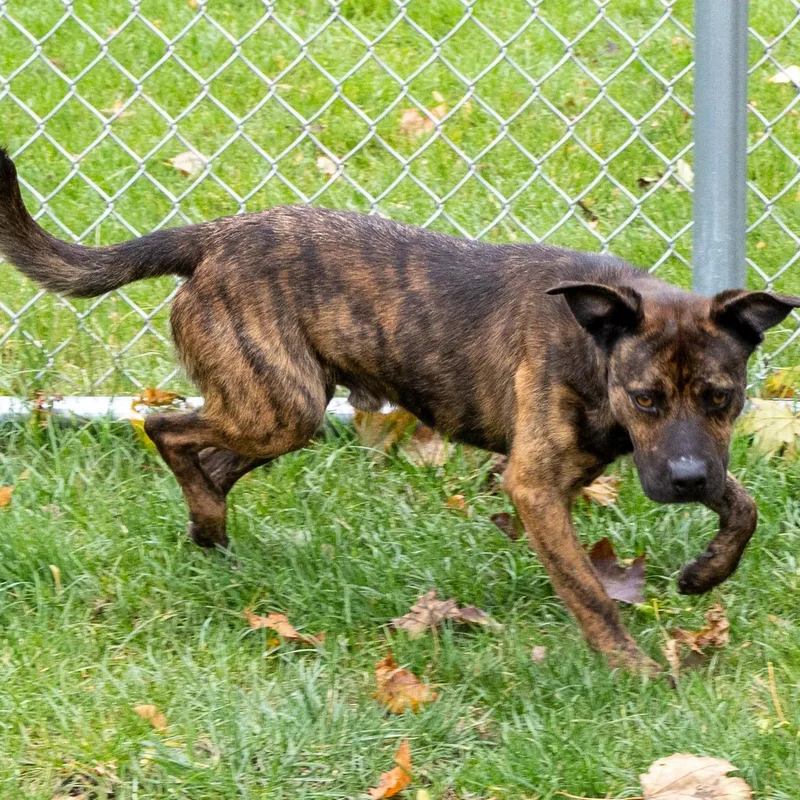 A young medium-sized male Brindle Plott Hound dog named Donny for adoption in Mount Pleasant, MI