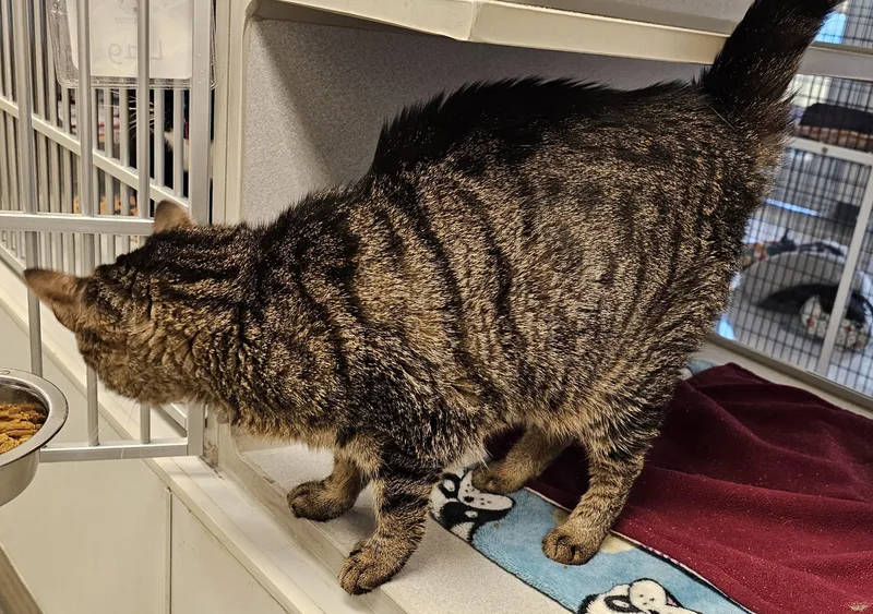 An adult medium-sized male Tabby (Brown / Chocolate) Domestic Short Hair cat named Lenny for adoption in Cedar Rapids, IA