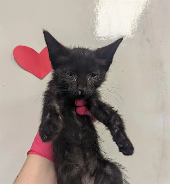 A baby small-sized male Domestic Short Hair cat named A for adoption in Ontario, CA