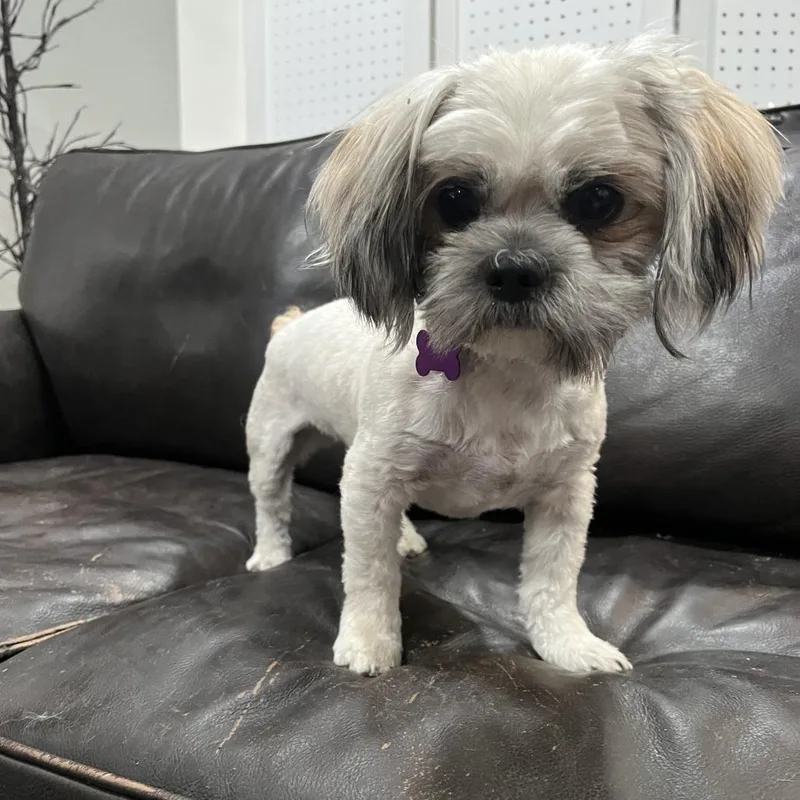 A young small-sized male Yellow / Tan / Blond / Fawn Shih Tzu dog named Quest for adoption in Phoenix, AZ