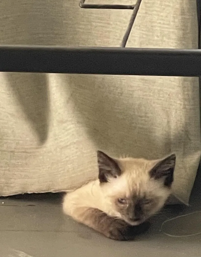 A baby medium-sized female Siamese cat named Pearl for adoption in Mechanicsburg, PA