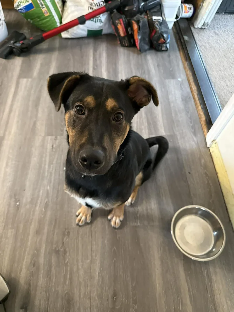 A baby large-sized male Mixed Breed dog named Blippi for adoption in Holbrook, NY
