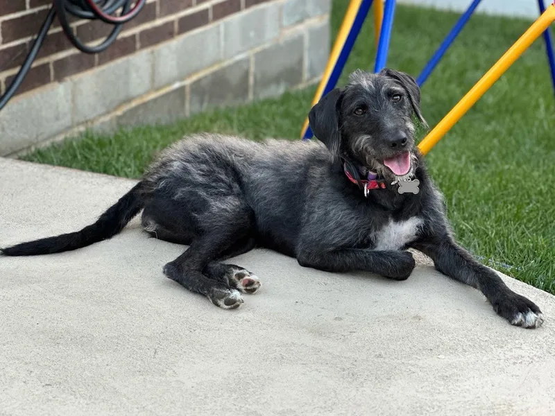An adult large-sized female Standard Poodle dog named Ava for adoption in Lake Saint Louis, MO