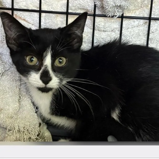 A baby small-sized female Black Domestic Short Hair cat named Latoya for adoption in New York, NY