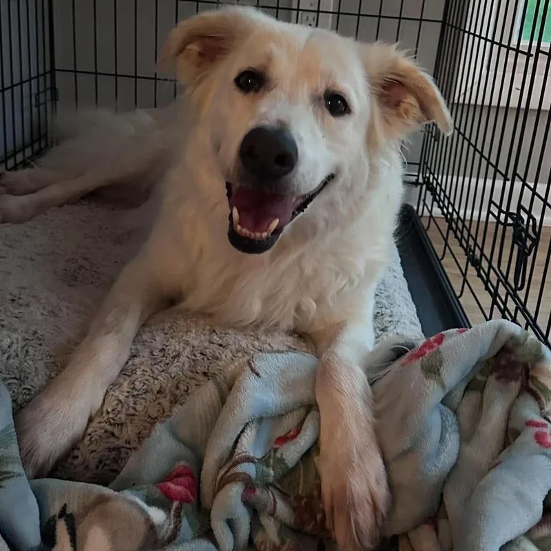 A senior large-sized female Border Collie dog named Suki for adoption in Hilton, NY