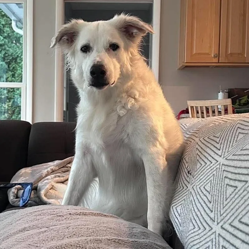 Suki thumbnail 2