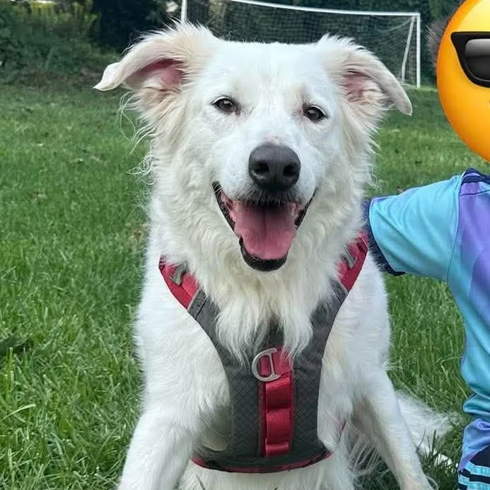 Suki thumbnail 3