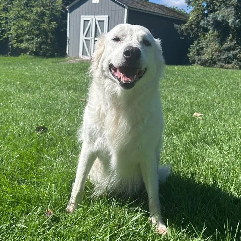 Suki thumbnail 5