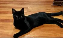 A baby medium-sized female Black Domestic Short Hair cat named Splice for adoption in Herndon, VA