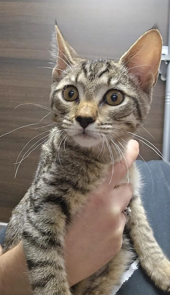 A baby small-sized male Brown / Chocolate Domestic Short Hair cat named Burt for adoption in Vancouver, WA