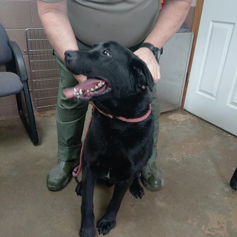 An adult large-sized male Black Labrador Retriever dog named 26-009 for adoption in Carrollton, OH