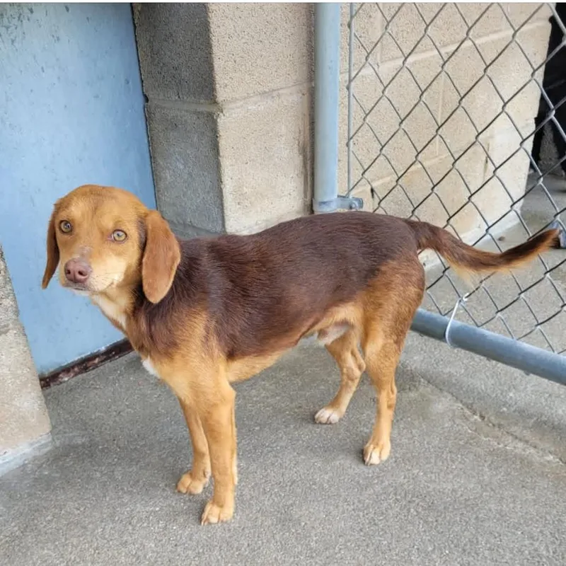 A young small-sized male Red / Chestnut / Orange Beagle dog named Red for adoption in Kokomo, IN