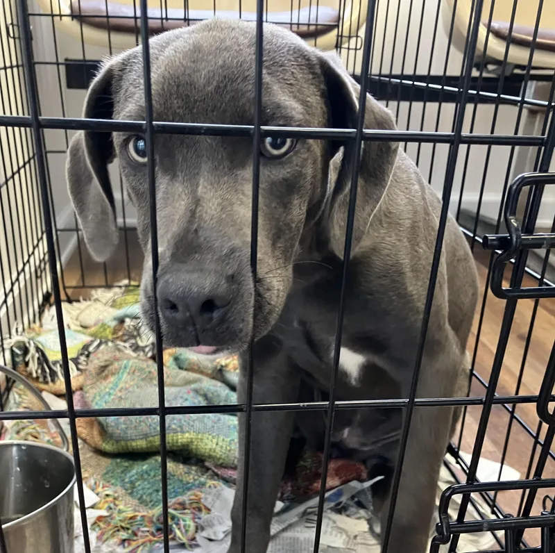 A baby medium-sized female Gray / Blue / Silver Mixed Breed dog named Annie for adoption in Parma, OH