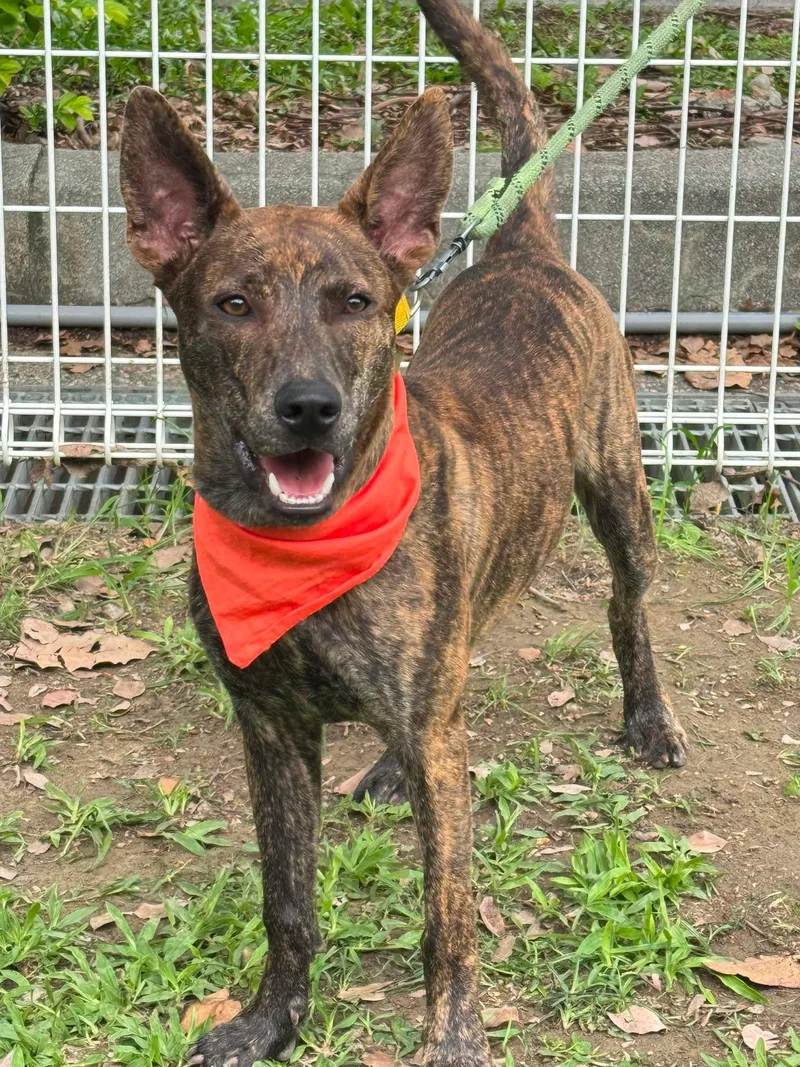 A young medium-sized male Brindle Labrador Retriever dog named Koda for adoption in San Mateo, CA