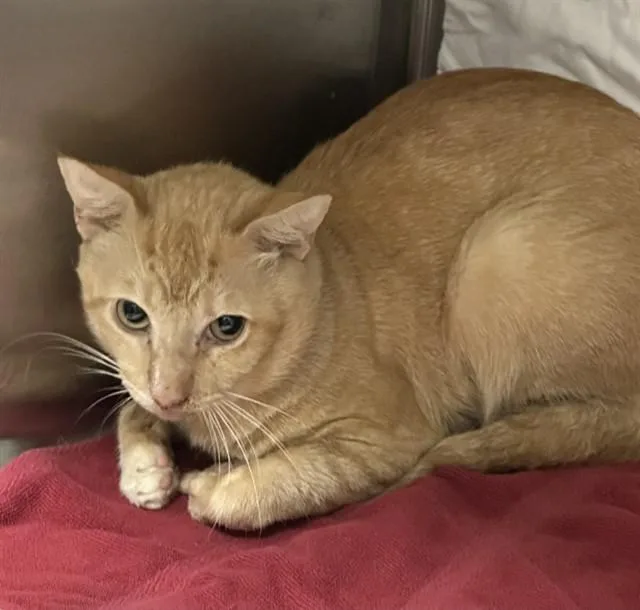 An adult small-sized male Domestic Short Hair cat named Quasar for adoption in Fort Lauderdale, FL