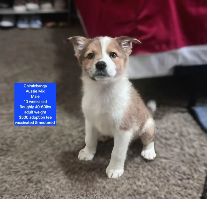 Chimichanga