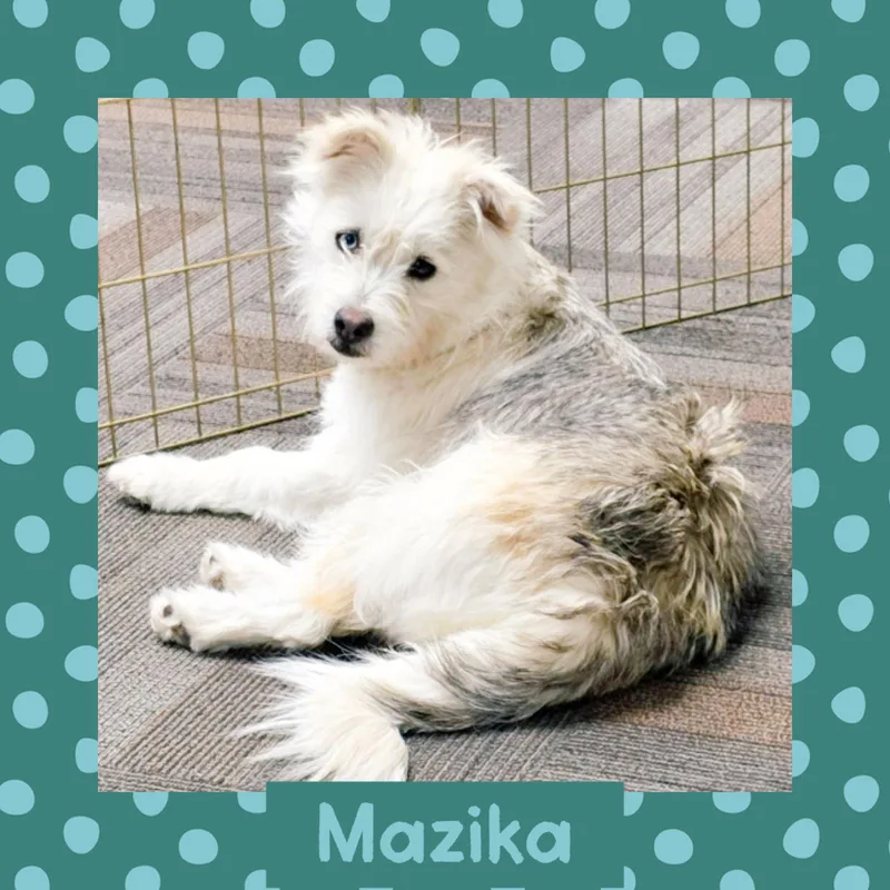 Mazika
