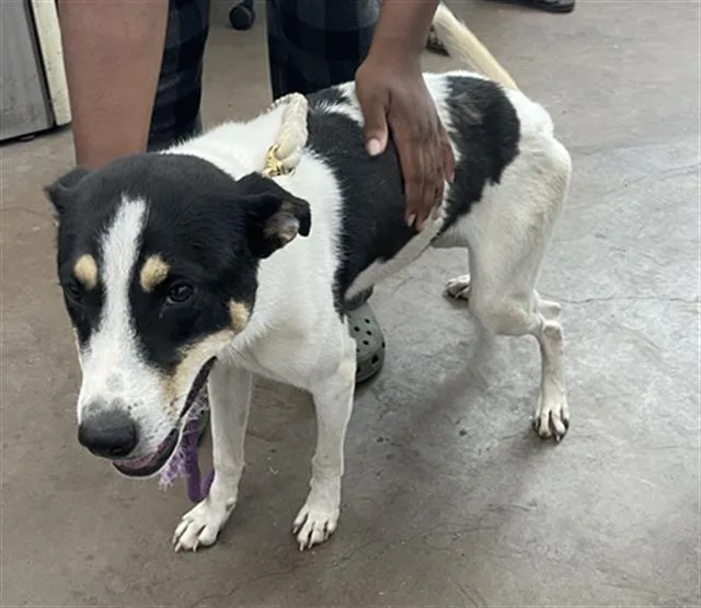 A young medium-sized female Mixed Breed dog named Mars for adoption in Dallas, TX