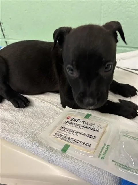 A baby small-sized female Pit Bull Terrier dog named Caitlin for adoption in Sacramento, CA
