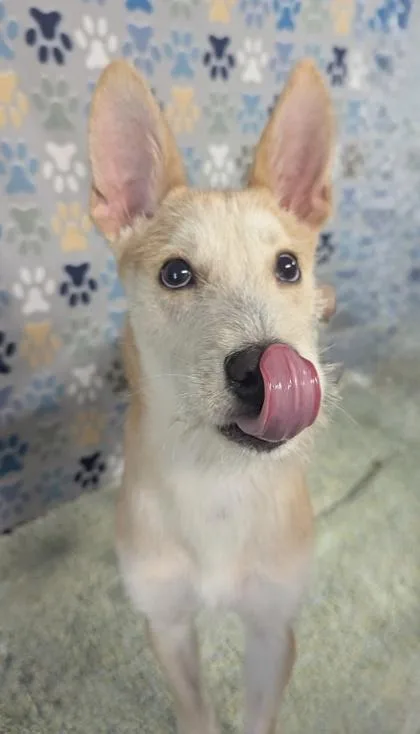 An adult medium-sized male Terrier dog named Sparrow for adoption in Houston, TX
