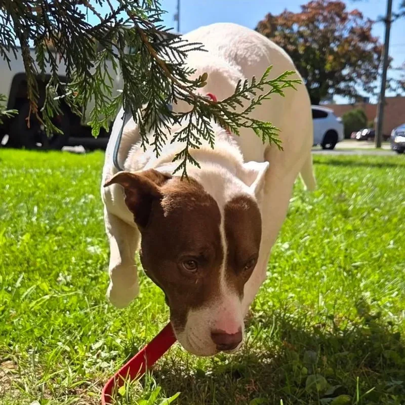 Bella
