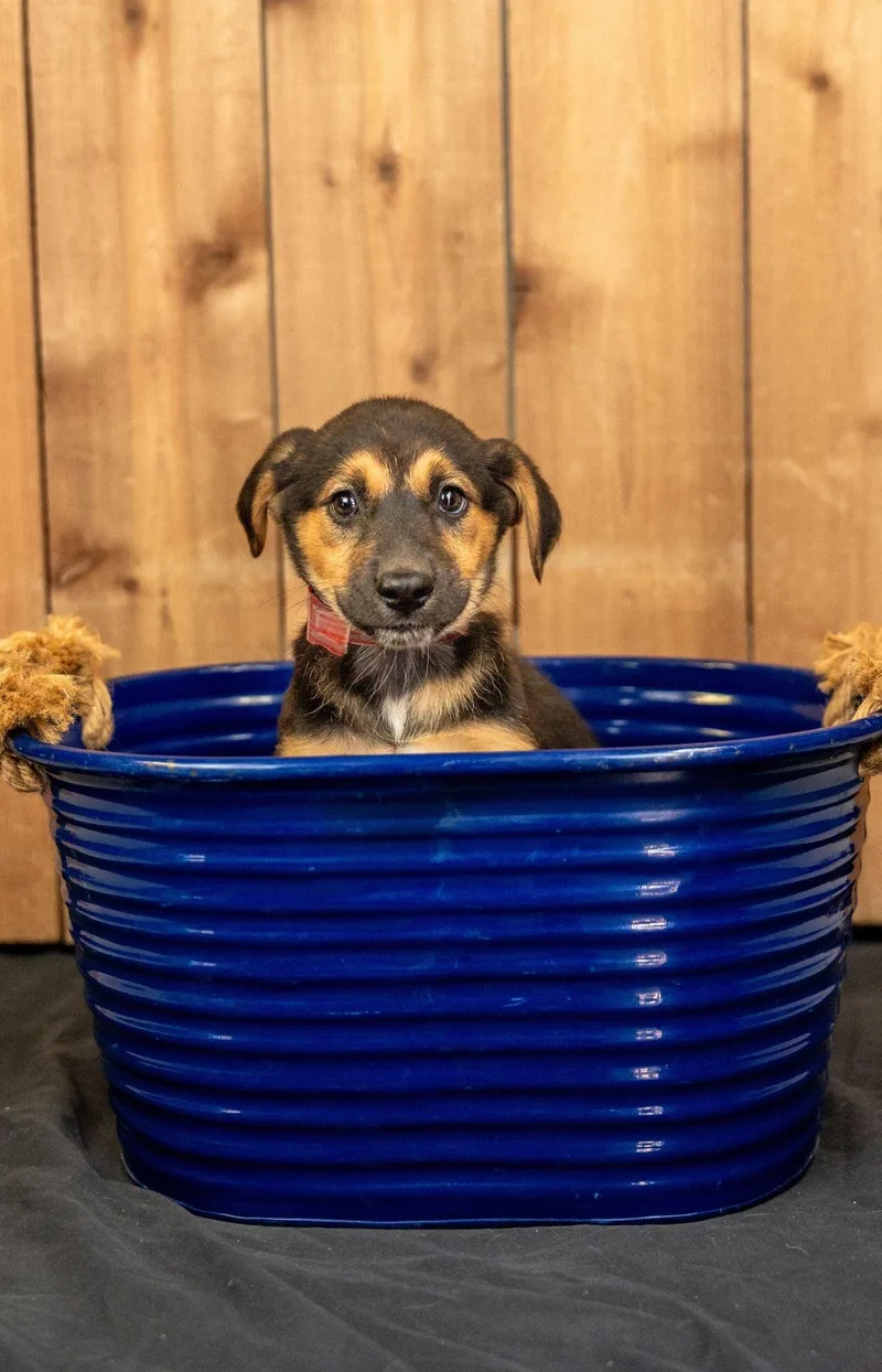 A baby medium-sized female Shepherd dog named 703-26 for adoption in Brighton, CO