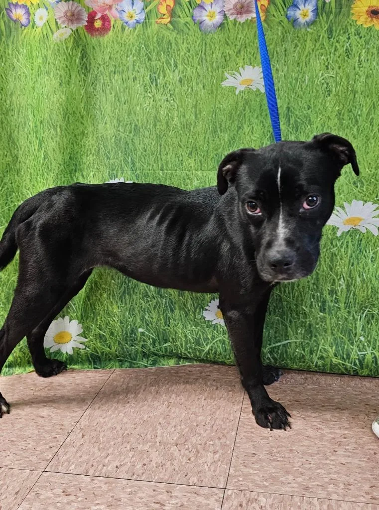 An adult medium-sized female Pit Bull Terrier dog named Dominique for adoption in Wabash, IN