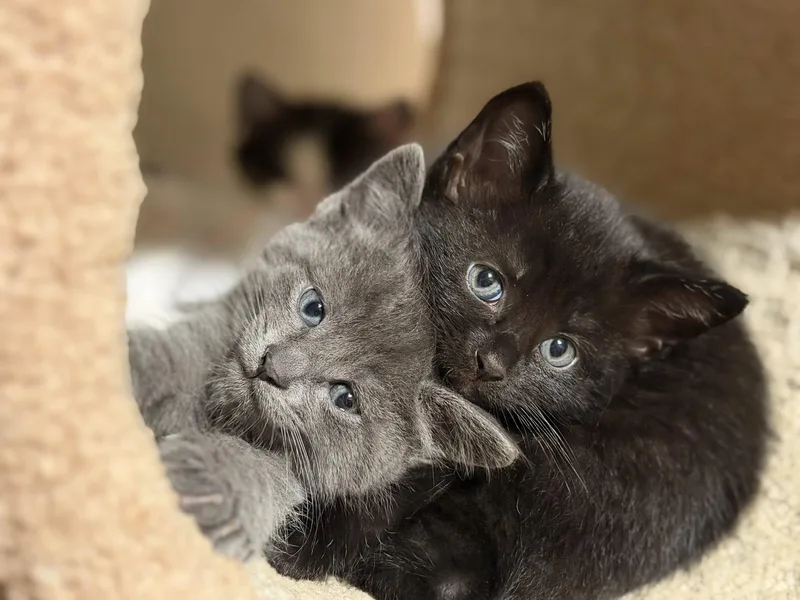 Sematary Litter thumbnail 2