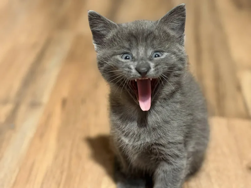 Sematary Litter thumbnail 3