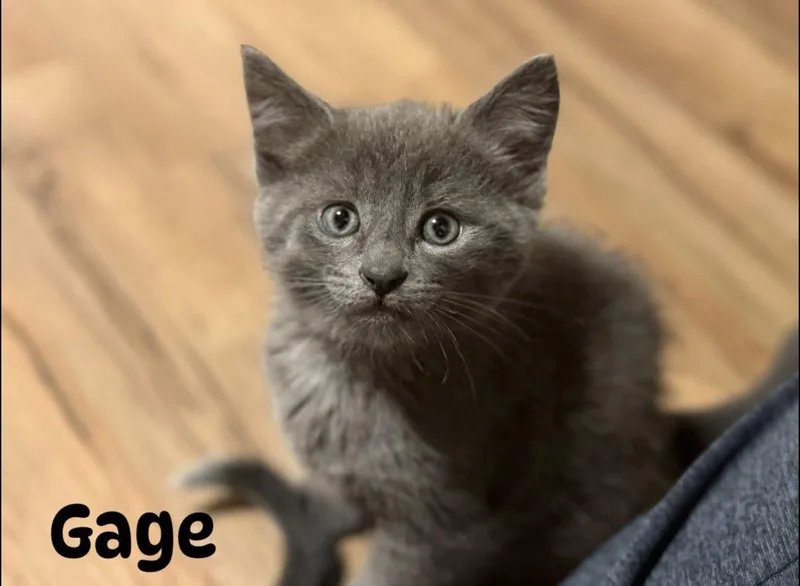 Sematary Litter thumbnail 4