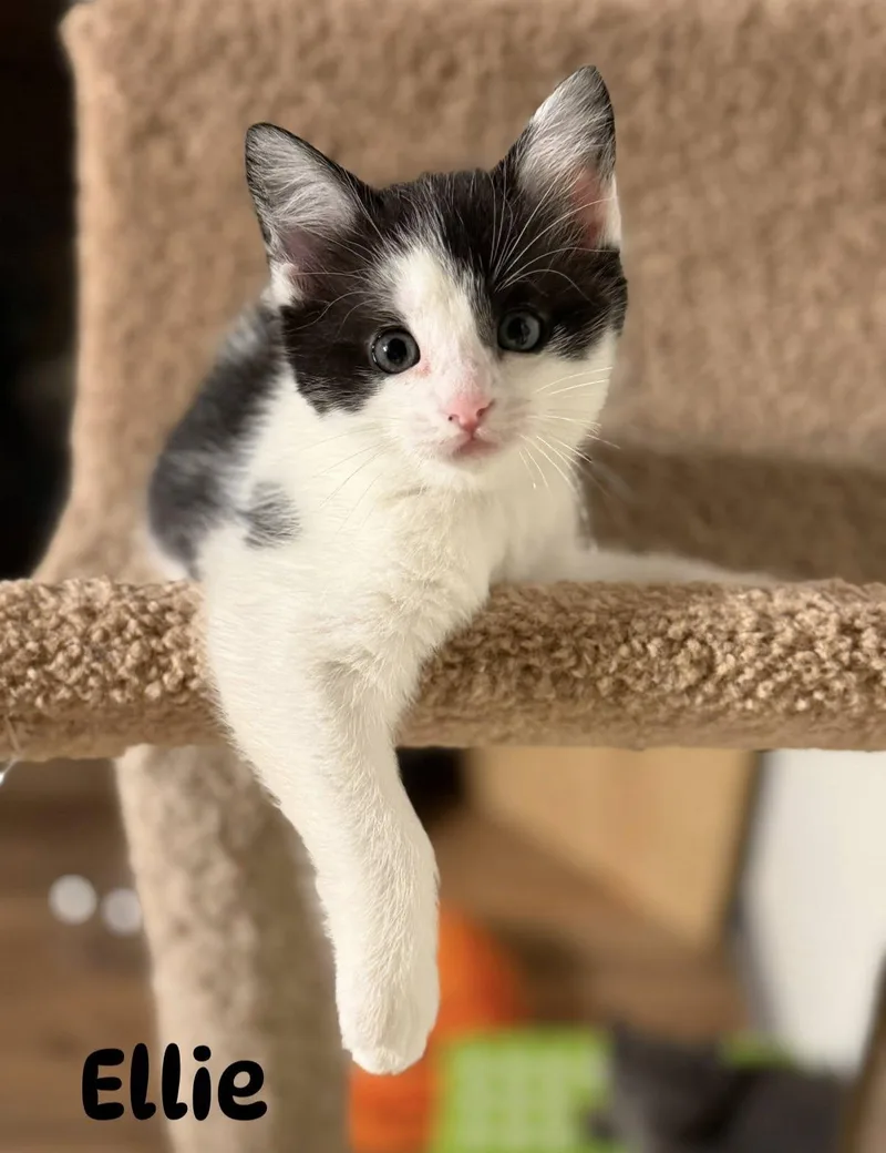 Sematary Litter thumbnail 5