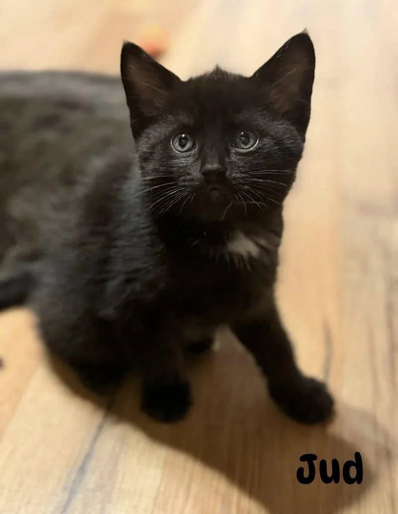 Sematary Litter thumbnail 6