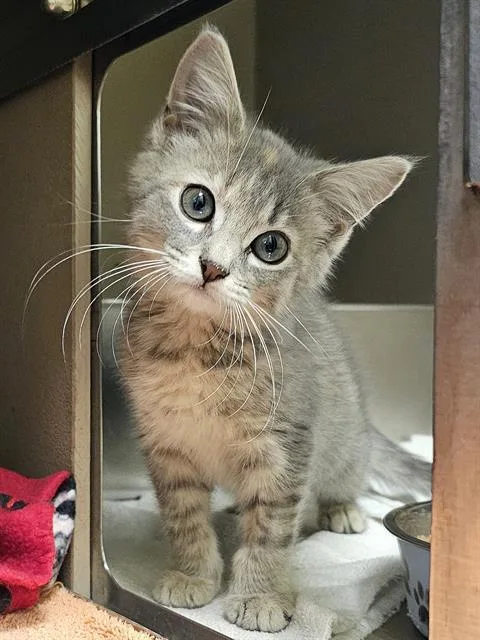 A baby medium-sized female Gray / Blue / Silver Domestic Medium Hair cat named Dior for adoption in Clyde, NC