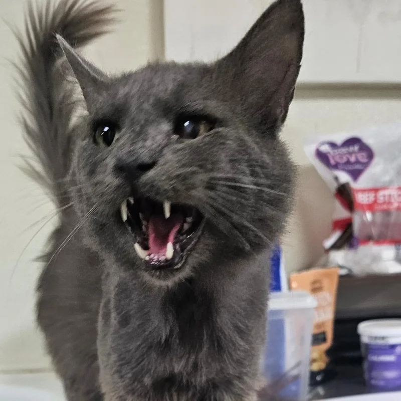 An adult medium-sized male Gray / Blue / Silver Domestic Medium Hair cat named Toby for adoption in Donalsonville, GA