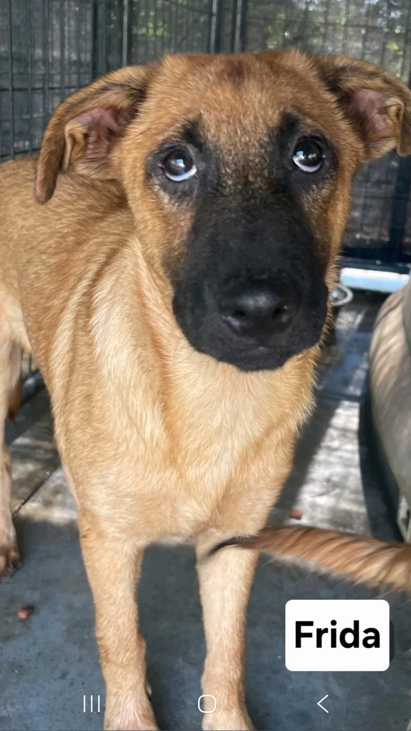 Frida